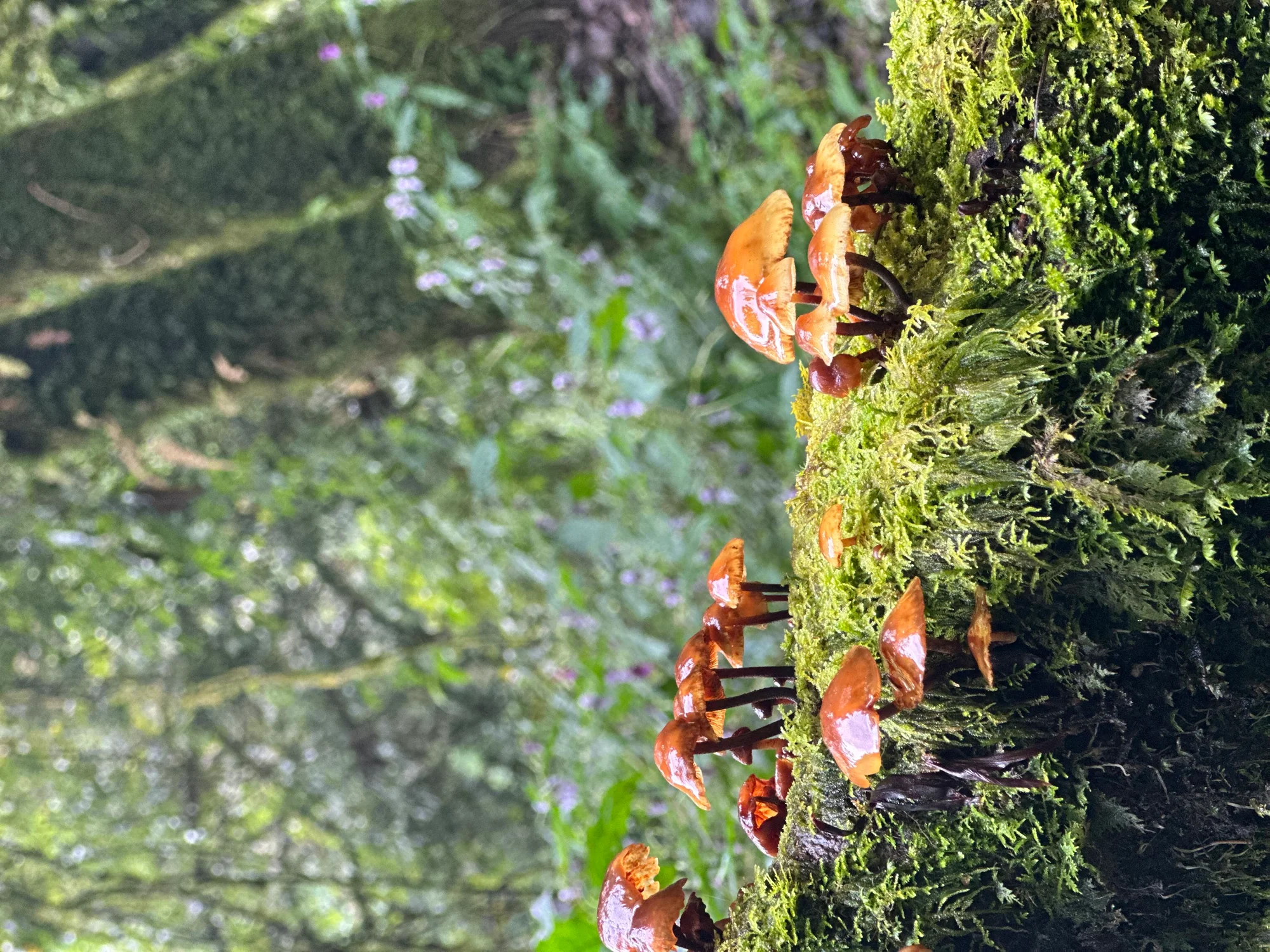 Little Wonders of the Forest